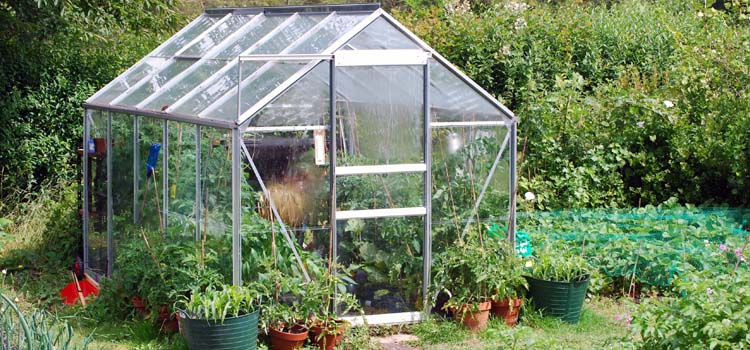Everything You Need to Know About Owning a Greenhouse