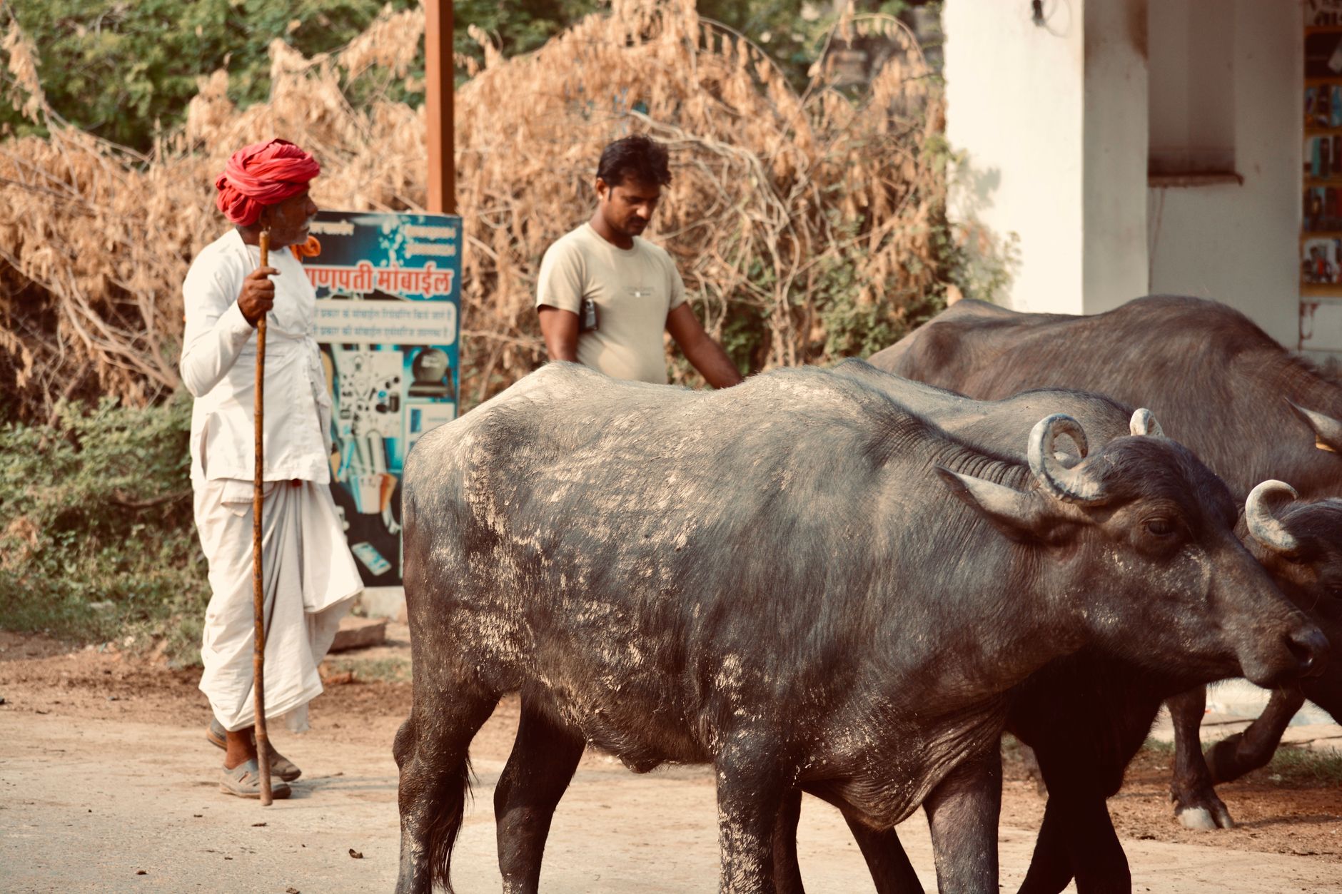 AI for Indian farmers