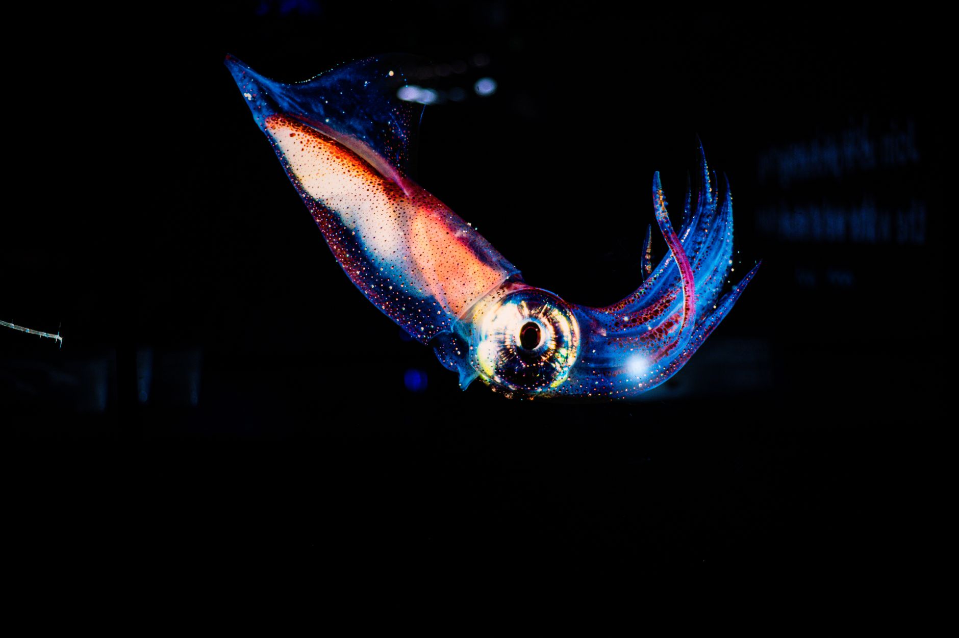 glow-in-the-dark squid
