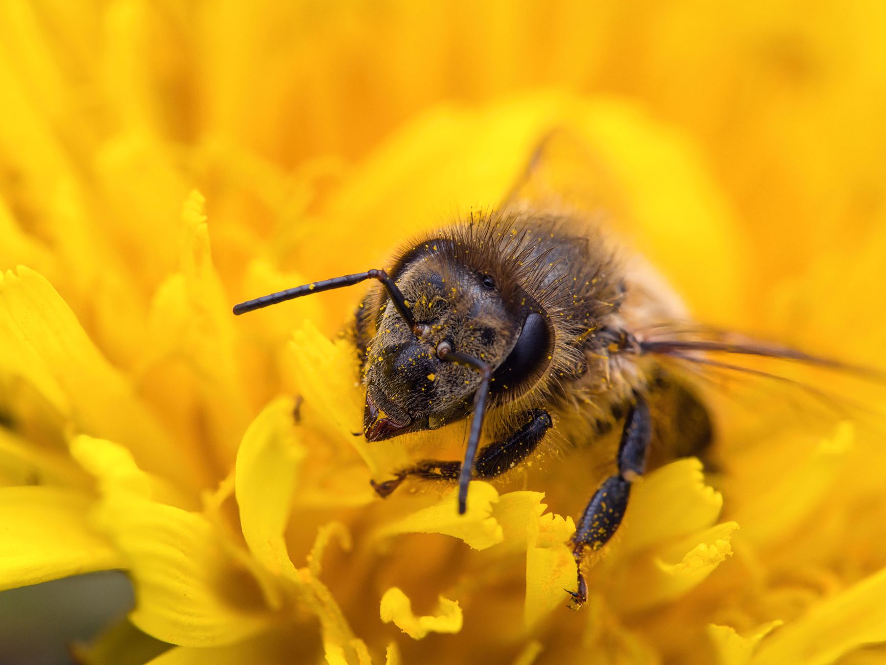 honeybees and wild pollinators