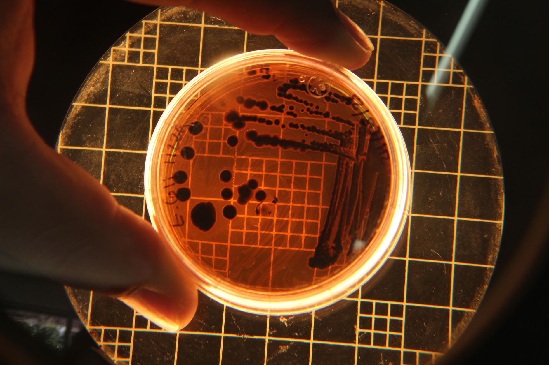 microbe for Mars settlement